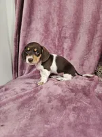 Carmen, a female Dachshund for sale in Nappanee, IN – Photo 6 of 9