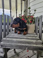 bud, a male Dachshund for sale in Nappanee, IN – 4 of 10