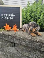 Petunia, a female Dachshund for sale in Nappanee, IN – 9 of 10