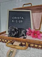 Crista, a male Miniature Schnauzer for sale in Nappanee, IN – 4 of 9