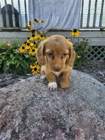 Autumn, a female Miniature Dachshund for sale in Nappanee, IN – 7 of 10
