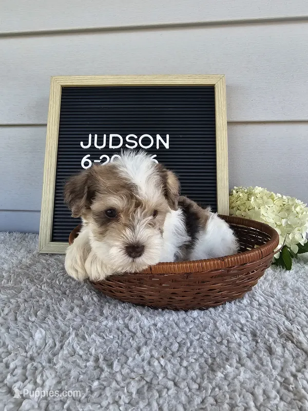 Judson – Miniature Schnauzer puppy for sale in Nappanee, IN