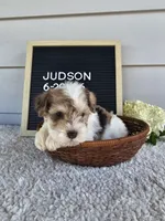 Judson, a male Miniature Schnauzer for sale in Nappanee, IN – 1 of 9