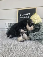 Gunner, a male Miniature Schnauzer for sale in Nappanee, IN – 5 of 10