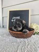 Jake, a male Miniature Schnauzer for sale in Nappanee, IN – 9 of 10