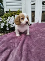 Flash, a male Miniature Dachshund for sale in Nappanee, IN – 2 of 7