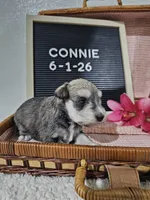 Connie, a female Miniature Schnauzer for sale in Nappanee, IN – 8 of 9