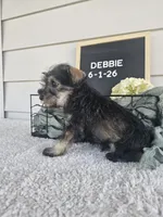 Debbie, a female Miniature Schnauzer for sale in Nappanee, IN – 5 of 8