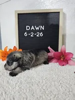 Dawn, a female Miniature Schnauzer for sale in Nappanee, IN – 8 of 10