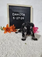 Dakota, a male Miniature Schnauzer for sale in Nappanee, IN – 6 of 10
