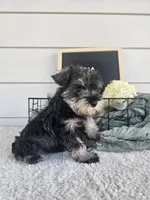 Dena, a female Miniature Schnauzer for sale in Nappanee, IN – 10 of 10