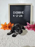 Debbie, a female Miniature Schnauzer for sale in Nappanee, IN – 9 of 10