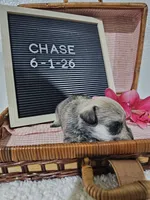 Chase, a male Miniature Schnauzer for sale in Nappanee, IN – 6 of 10