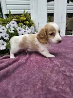 Flash, a male Miniature Dachshund for sale in Nappanee, IN – 5 of 7