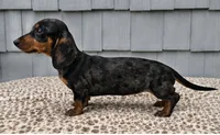 Mia , a female Dachshund for sale in Nappanee, IN – 5 of 9