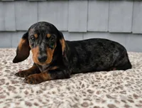 Mia , a female Dachshund for sale in Nappanee, IN – 4 of 9