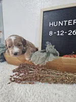 Hunter, a male Miniature Goldendoodle for sale in Nappanee, IN – 6 of 9