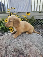 Pumpkin, a male Miniature Dachshund for sale in Nappanee, IN – 10 of 10