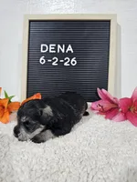 Dena, a female Miniature Schnauzer for sale in Nappanee, IN – 3 of 10