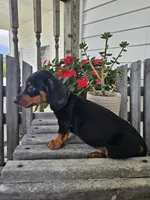 bud, a male Dachshund for sale in Nappanee, IN – 5 of 10