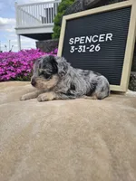Spancer, a male Miniature Schnauzer for sale in Nappanee, IN – 6 of 8