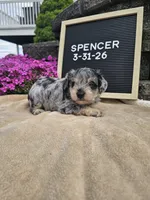 Spancer, a male Miniature Schnauzer for sale in Nappanee, IN – 3 of 8