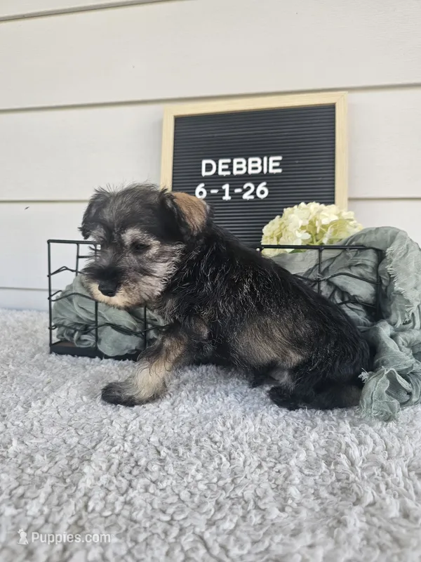 Debbie – Miniature Schnauzer puppy for sale in Nappanee, IN