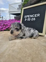 Spancer, a male Miniature Schnauzer for sale in Nappanee, IN – 7 of 8