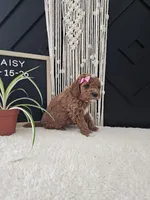 Daisy, a female Miniature Goldendoodle for sale in Nappanee, IN – Photo 5 of 9