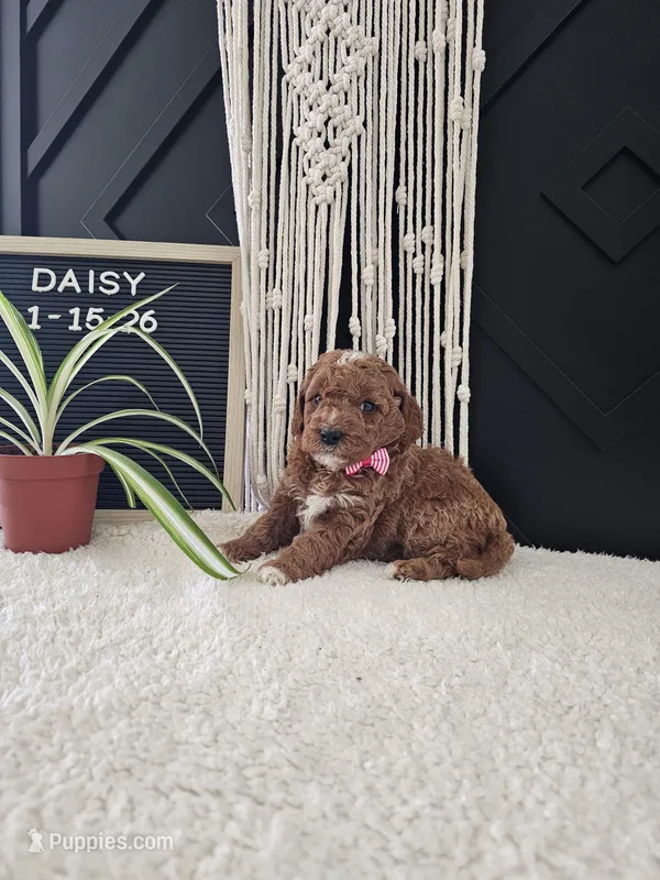 Daisy, a female Miniature Goldendoodle for sale in Nappanee, IN – Photo 1 of 9