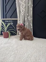 Daisy, a female Miniature Goldendoodle for sale in Nappanee, IN – Photo 3 of 9