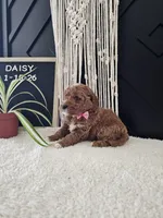 Daisy, a female Miniature Goldendoodle for sale in Nappanee, IN – Photo 8 of 9