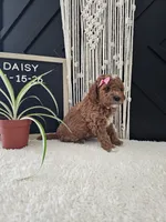 Daisy, a female Miniature Goldendoodle for sale in Nappanee, IN – Photo 9 of 9