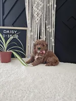 Daisy, a female Miniature Goldendoodle for sale in Nappanee, IN – Photo 4 of 9