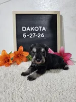 Dakota, a male Miniature Schnauzer for sale in Nappanee, IN – 1 of 10