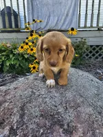 Autumn, a female Miniature Dachshund for sale in Nappanee, IN – 4 of 10