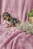 Macey, a female Dachshund for sale in Nappanee, IN – Photo 1 of 10