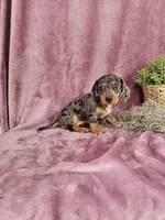 Macey, a female Dachshund for sale in Nappanee, IN – Photo 9 of 10