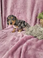 Macey, a female Dachshund for sale in Nappanee, IN – Photo 6 of 10