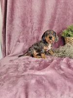 Macey, a female Dachshund for sale in Nappanee, IN – Photo 8 of 10