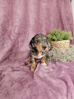 Macey, a female Dachshund for sale in Nappanee, IN – Photo 2 of 10