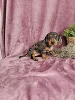Macey, a female Dachshund for sale in Nappanee, IN – Photo 7 of 10
