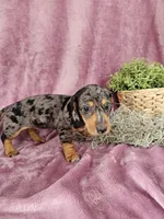 Macey, a female Dachshund for sale in Nappanee, IN – Photo 3 of 10