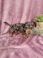 Macey, a female Dachshund for sale in Nappanee, IN – Photo 4 of 10