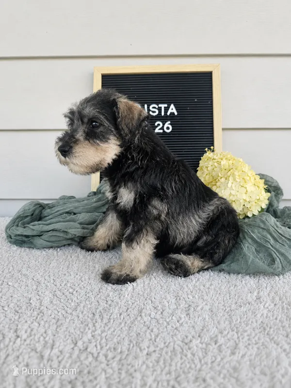 Crista – Miniature Schnauzer puppy for sale in Nappanee, IN