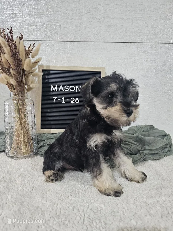 Mason – Miniature Schnauzer puppy for sale in Nappanee, IN