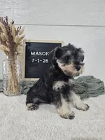 Mason, a male Miniature Schnauzer for sale in Nappanee, IN – 1 of 10