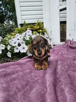Hunter, a male Miniature Dachshund for sale in Nappanee, IN – 7 of 9