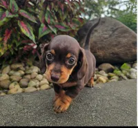 Roxy, a female Dachshund for sale in Nappanee, IN – 3 of 9