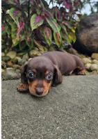 Roxy, a female Dachshund for sale in Nappanee, IN – 9 of 9